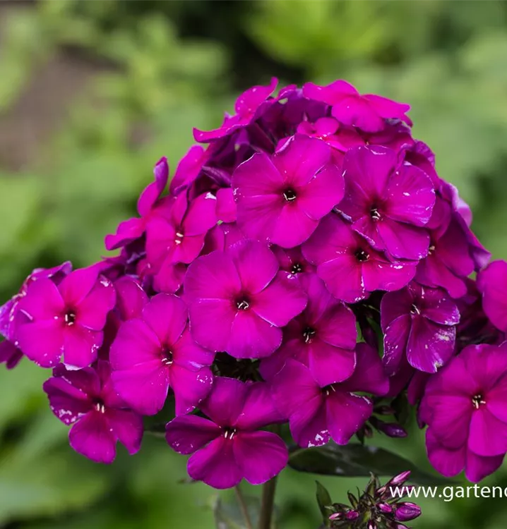 Phlox paniculata 'Düsterlohe'