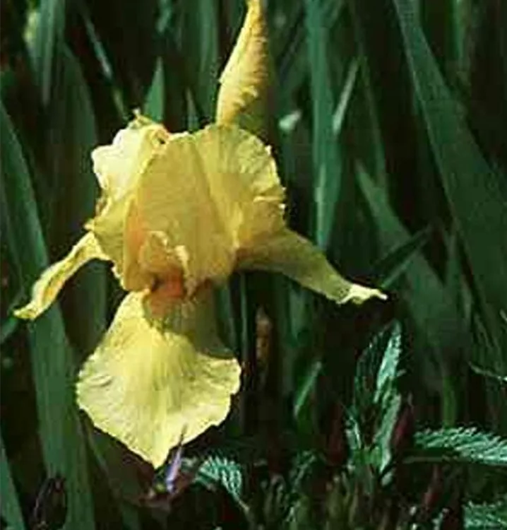 Iris x germanica 'Goldfackel'