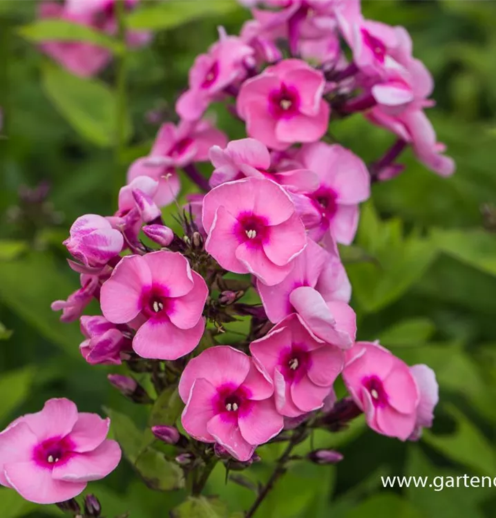 Phlox paniculata 'Jeff´s Pink' 