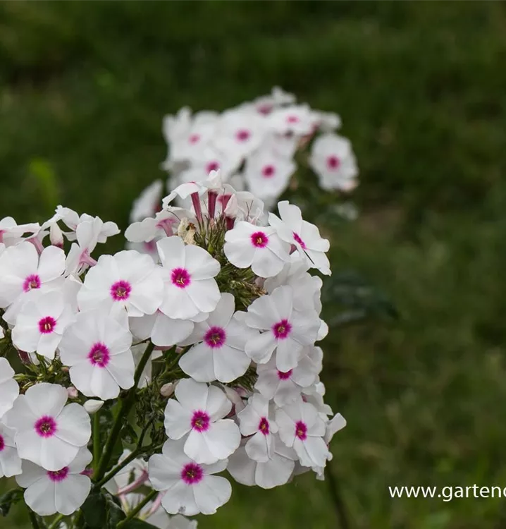 Phlox paniculata 'Kirmesländler'