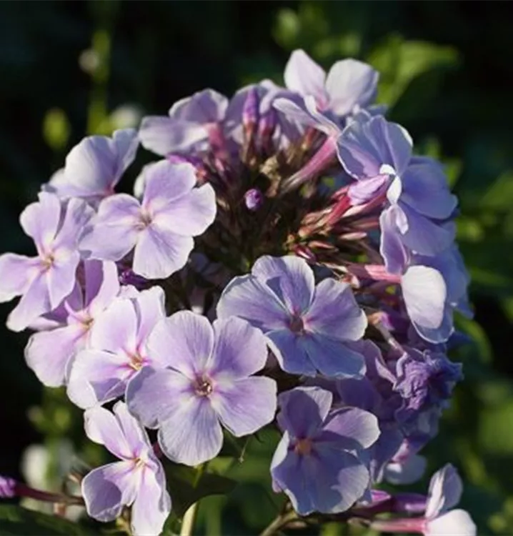 Phlox paniculata 'Franz Schubert'