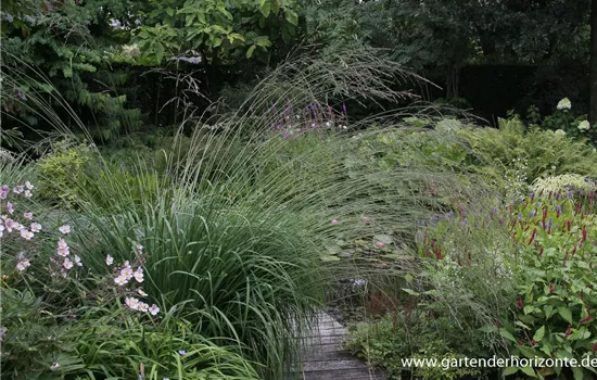 Hohes Garten-Pfeifengras 'Karl Foerster'