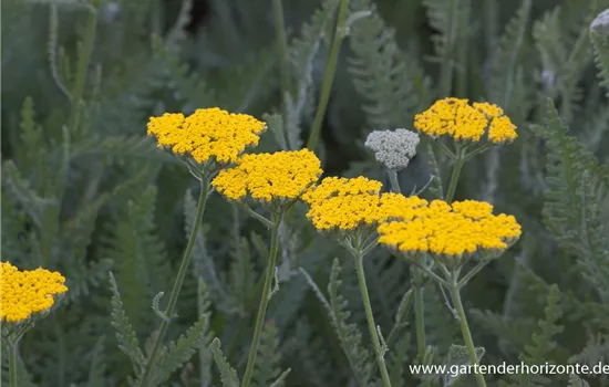 Hohe Garten-Gold-Garbe 'Coronation Gold'