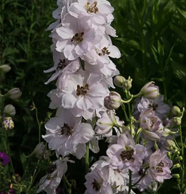 Delphinium x elatum 'Sky Sensation'