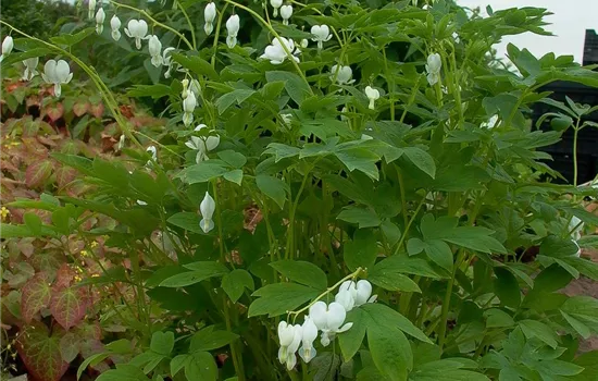 Hohe Garten-Herzblume 'Alba'