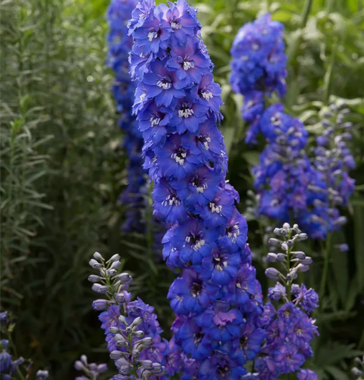 Delphinium x elatum 'Independence'