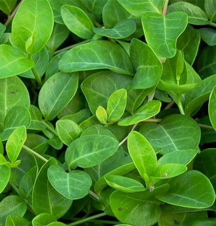 Vinca minor 'Grüner Teppich'