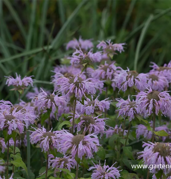 Monarda fistulosa 'Elsie's Lavender'