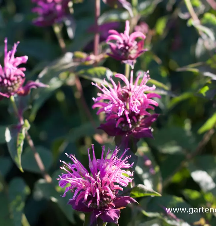 Monarda fistulosa 'Cherokee'