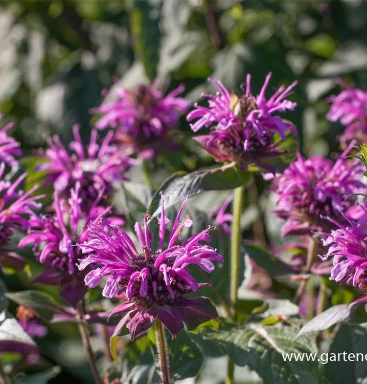 Monarda fistulosa 'Mohawk'