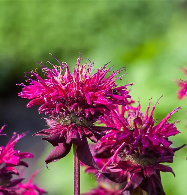 Monarda fistulosa 'Kardinal'