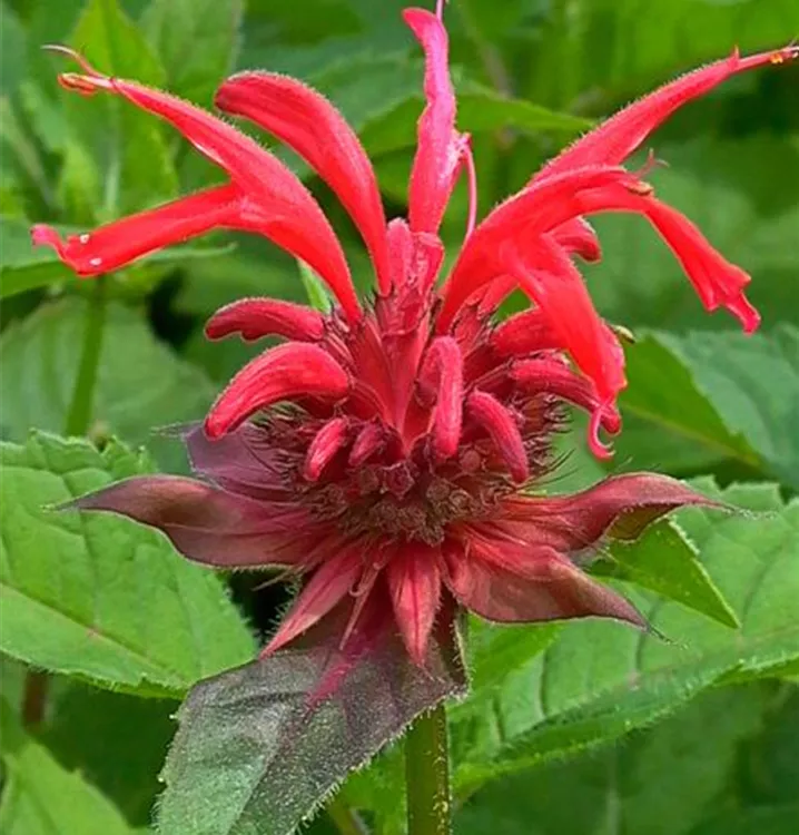 Monarda didyma 'Panorama® Rote Töne'