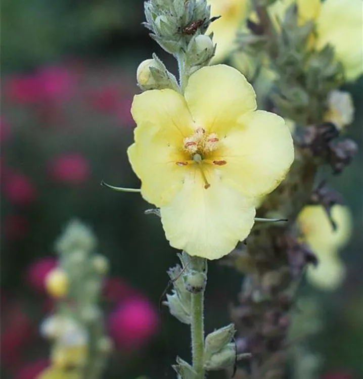 Verbascum olympicum