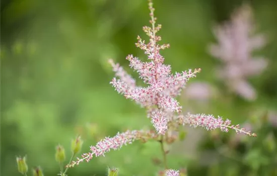 Kahle Garten-Prachtspiere 'Hennie Graafland'