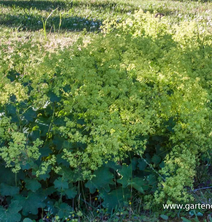 Alchemilla epipsila