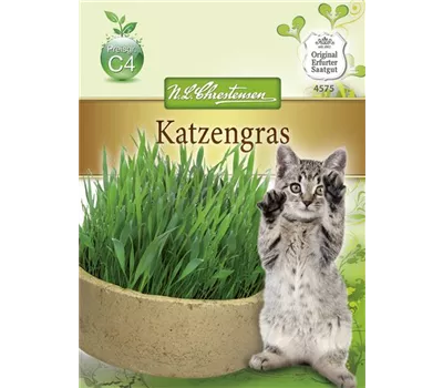 Katzengrassamen