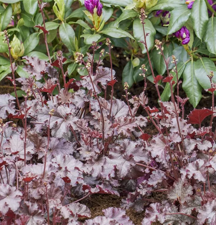 Heuchera micrantha