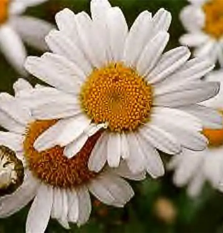 Leucanthemum vulgare 'Maikönigin'