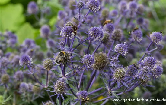 Kleiner Garten-Mannstreu 'Blue Hobbit'