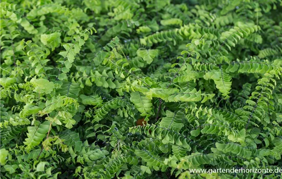 Kleiner Garten-Pfauenradfarn 'Imbricatum'