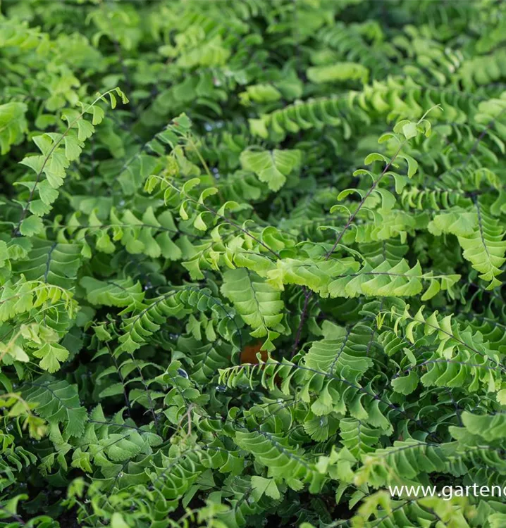 Adiantum pedatum 'Imbricatum'