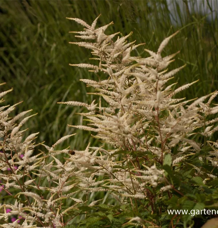 Aruncus aethusifolius 'Federbusch'