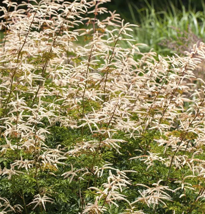 Aruncus aethusifolius 'Noble Spirit'