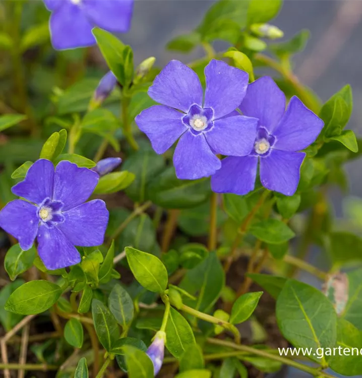 Vinca minor 'Marie'(s)