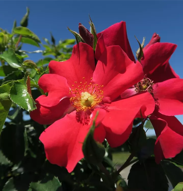 Rosa 'Alexander von Humboldt'®(s)