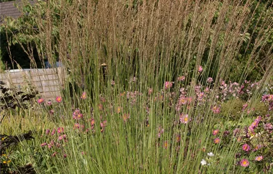 Kleines Garten-Pfeifengras 'Heidebraut'