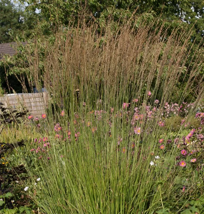 Molinia caerulea 'Heidebraut'