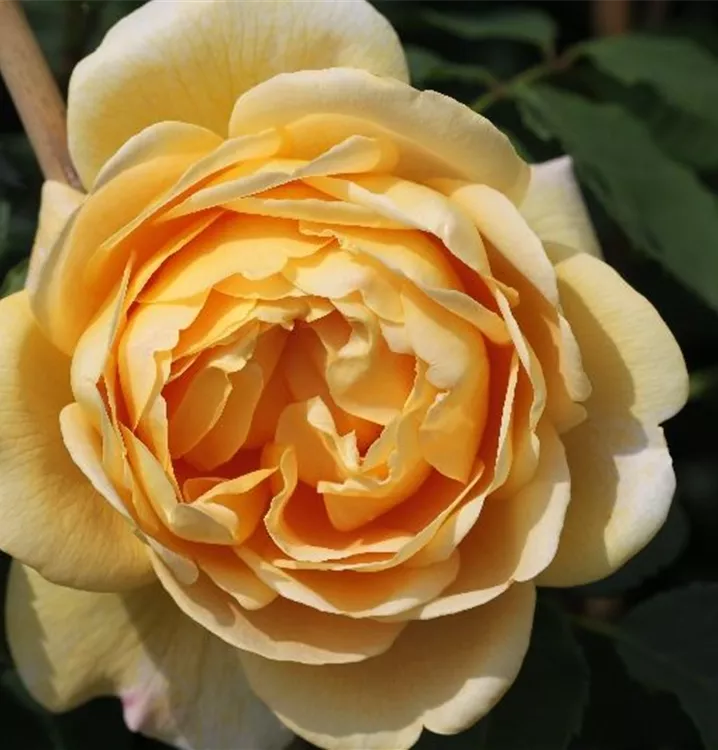 Rosa 'Golden Gate'®