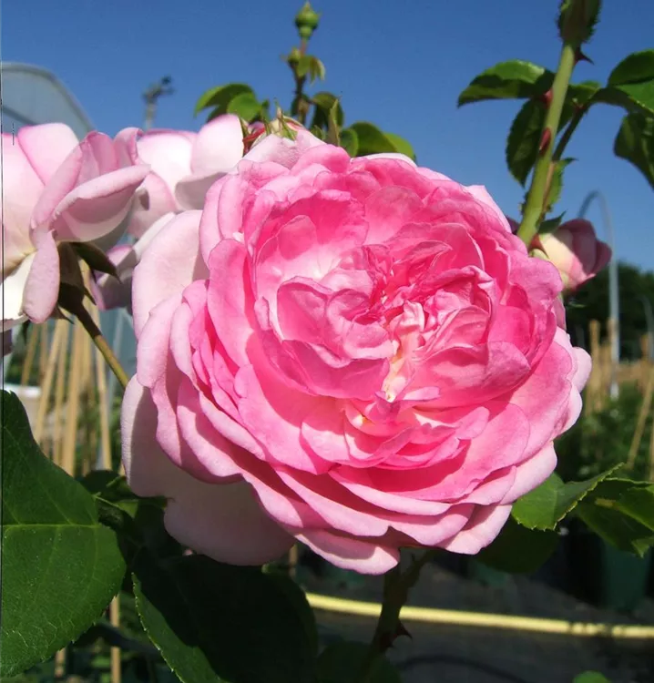 Rosa 'Jasmina'®