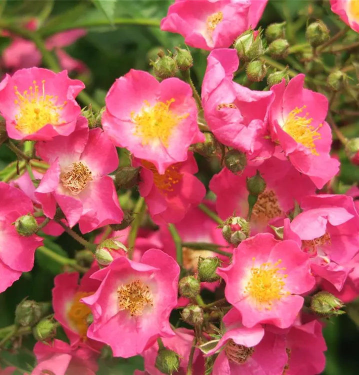 Rosa 'Maria Lisa'