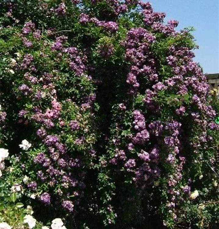 Rosa 'Veilchenblau'