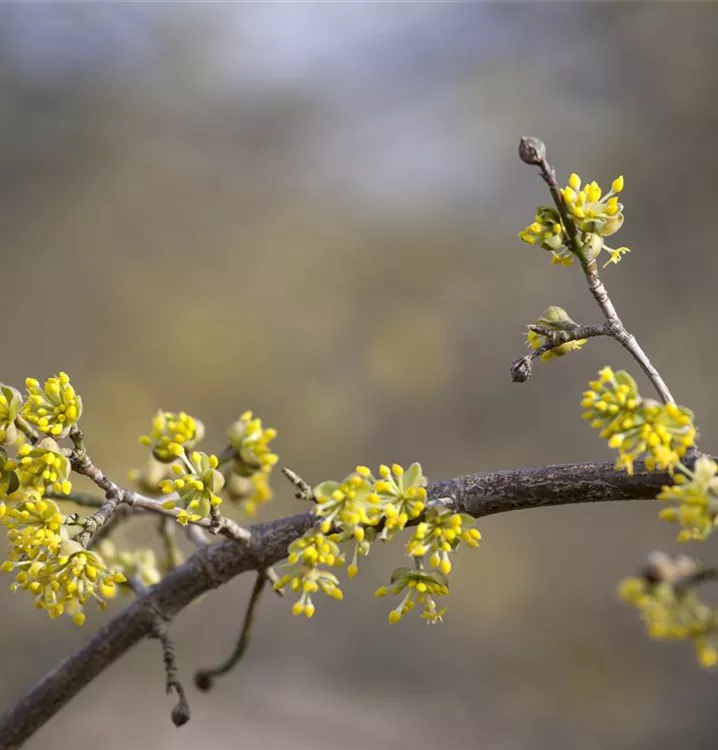 Cornus mas 'Aurea'