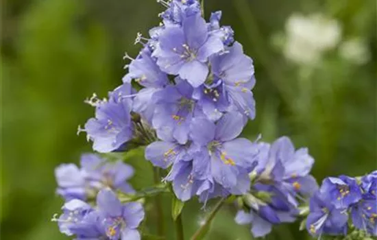 Kriechende Garten-Jakobsleiter 'Blue Pearl'