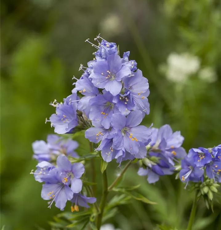 Polemonium reptans 'Blue Pearl'