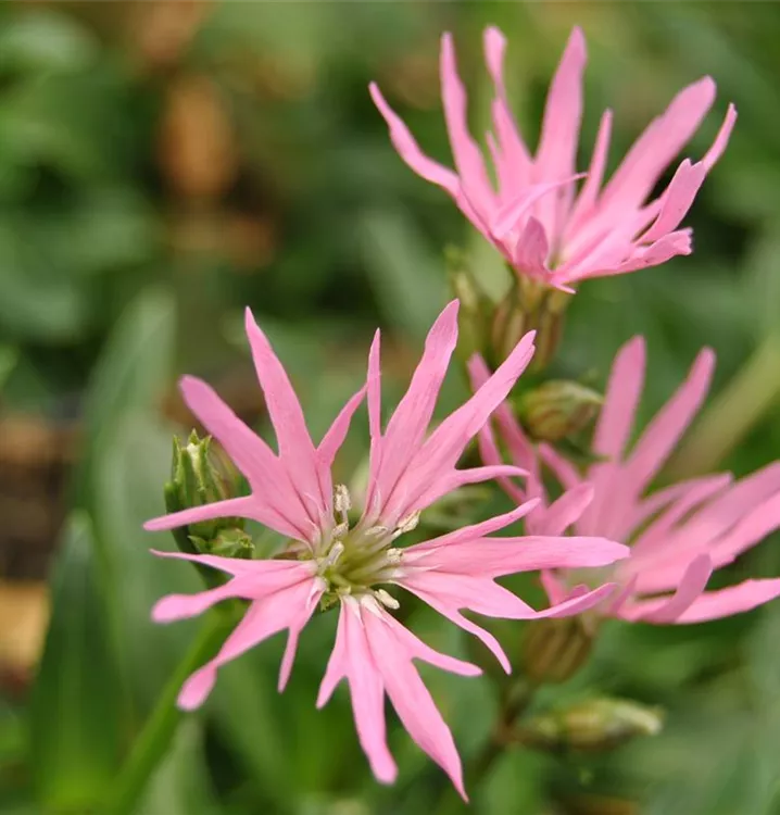 Lychnis flos-cuculi 'Nana'