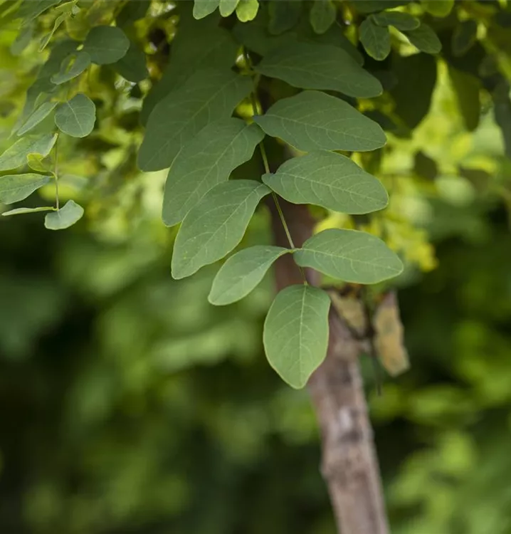 Robinia pseudoacacia 'Umbraculifera'