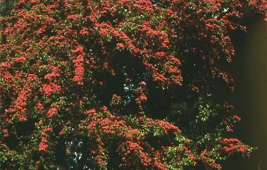 Crataegus laevigata 'Paul's Scarlet'