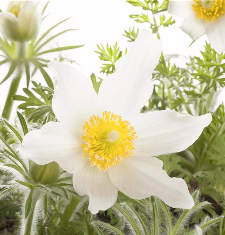 Pulsatilla vulgaris 'Pinwheel Weiß'®