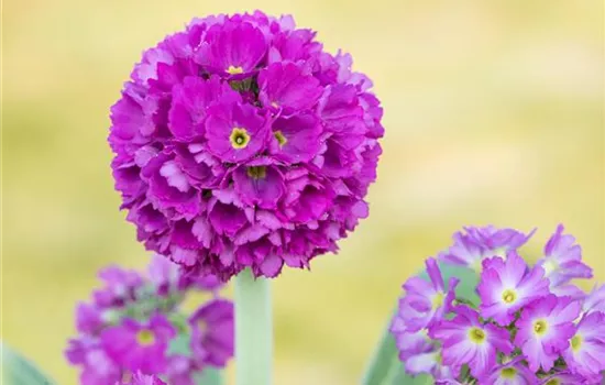 Kugelige Garten-Schlüsselblume 'Rubin'