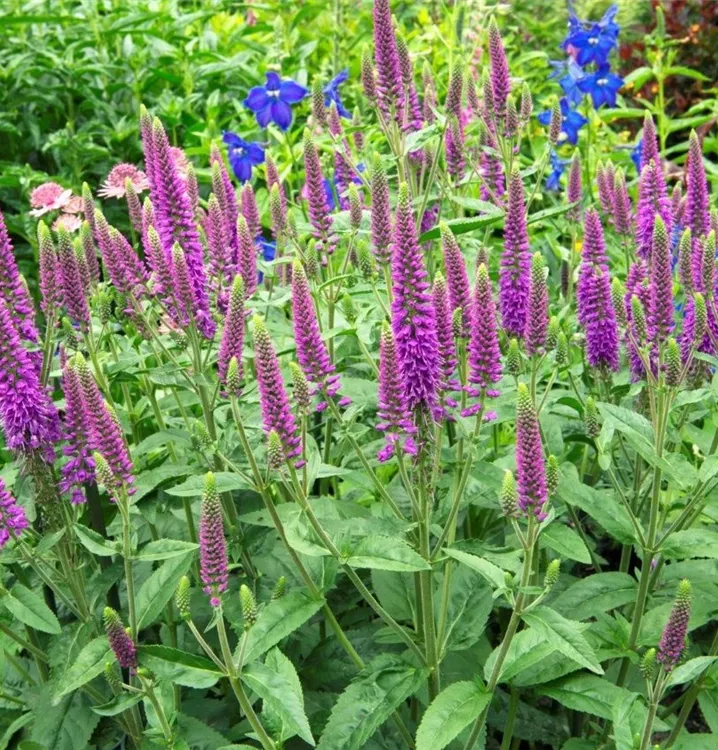 Veronica longifolia 'First Match'