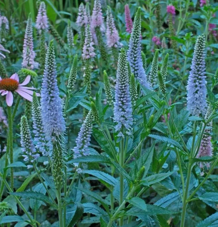 Veronica longifolia 'First Memory'