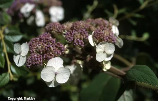 Hydrangea aspera 'Macrophylla'