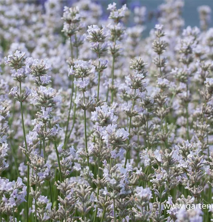 Rosablühender Lavendel