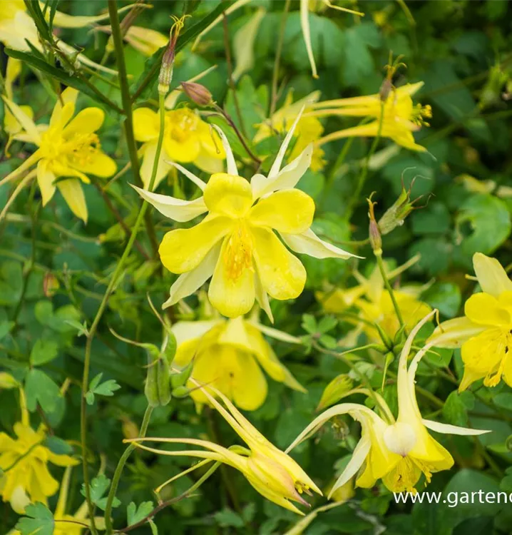 Aquilegia chrysantha 'Yellow Queen'