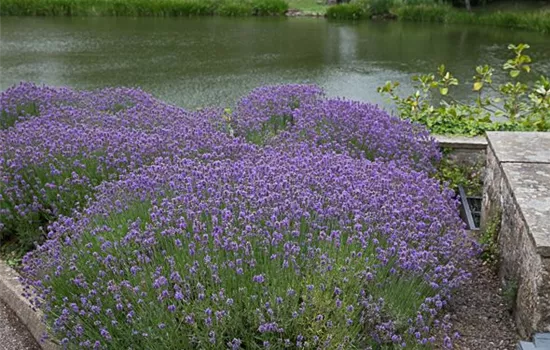 Lavendel