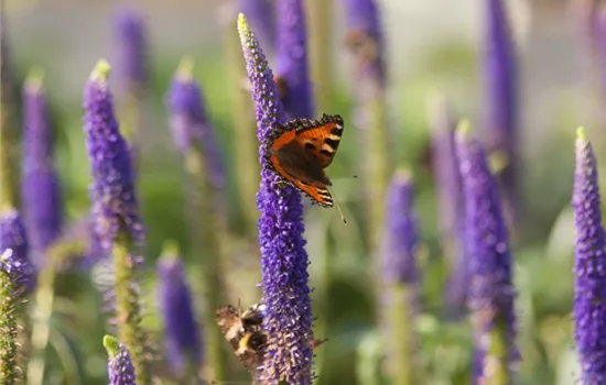 Langblättriger Garten-Ehrenpreis 'First Glory'